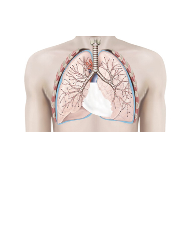 Produits pulmonaires